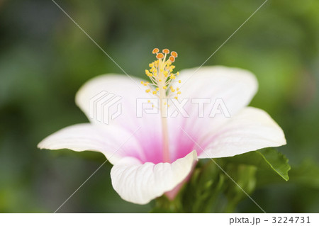 ハイビスカスの花 ハイビスカスの花 3224731