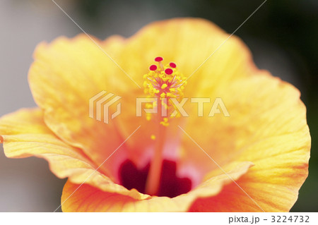 ハイビスカスの花 3224732
