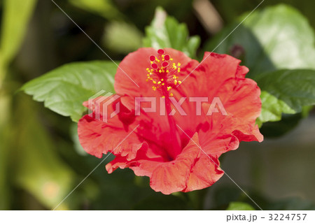 ハイビスカスの花 3224757