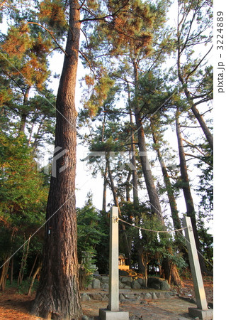 刀剣の森 刀剣の森 3224889