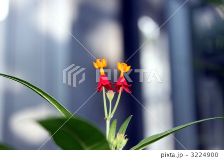 ツインな　花の妖精 3224900