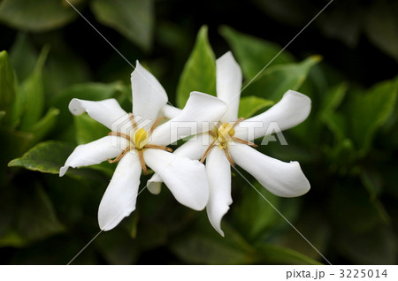 クチナシ クチナシ 3225014