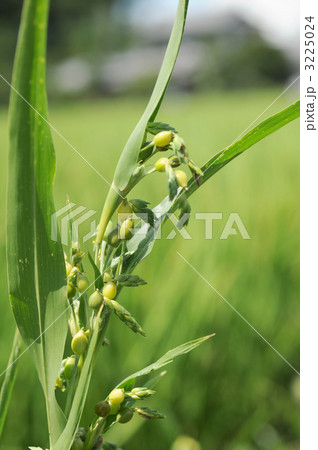 ハトムギ 3225024