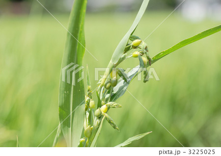 ハトムギ 3225025