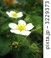 いちごの花 3229373