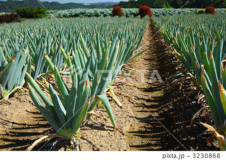 下仁田町のネギ畑 3230868