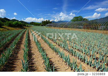 下仁田町のネギ畑 3230869