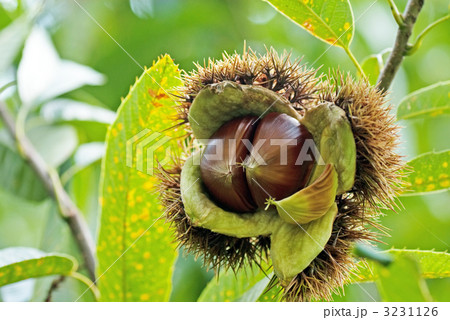 丹沢栗 丹沢栗 3231126