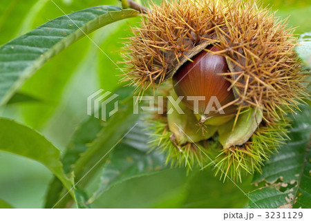 栗の木 栗の木 3231129