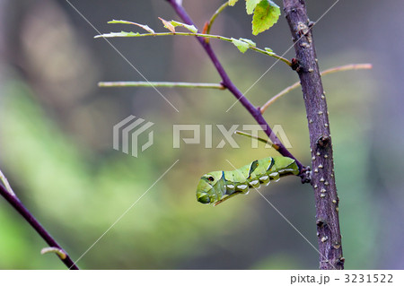 アゲハの幼虫 3231522