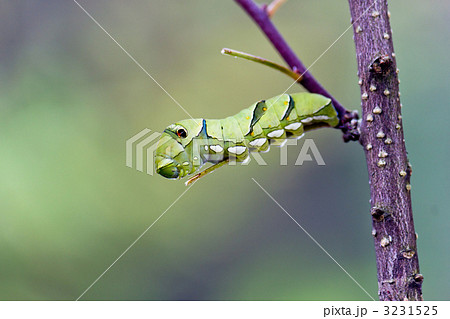 アゲハの幼虫 3231525