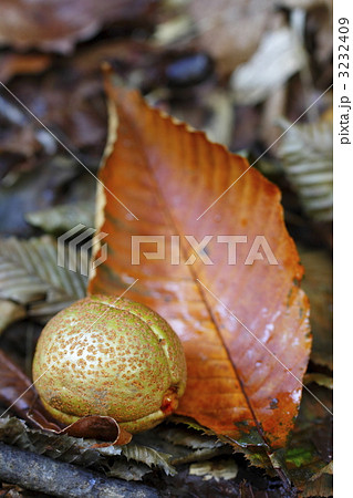 栃の実のアップ 3232409