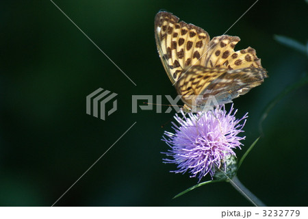 褄黒豹紋蝶 3232779