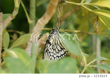 オオゴマダラ 3233024