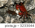 アカベンケイガニ 3233044