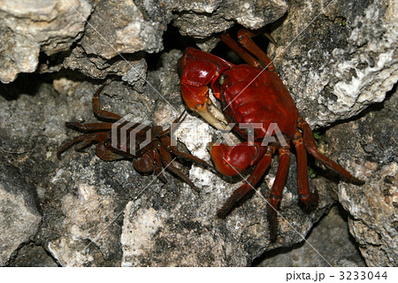 アカベンケイガニの写真素材