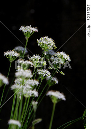 ニラの花 3233527