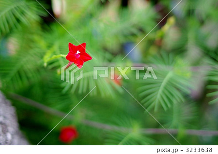 ルコウソウ 3233638