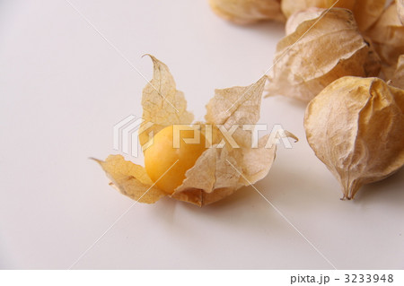 ホオズキ 3233948