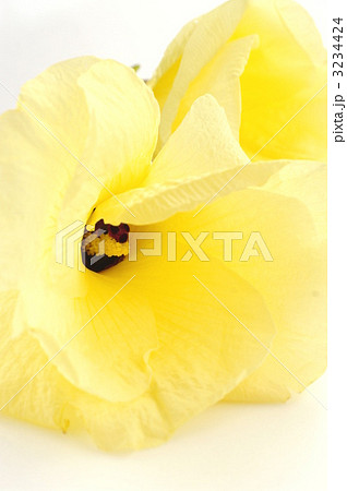 オクラの花 3234424