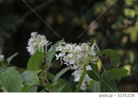 ノリウツギ ノリウツギ 3235226