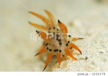 コソデウミウシ コソデウミウシ 3235279