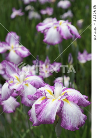 大安禅寺花菖蒲園 3235686