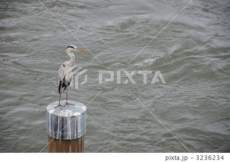 宇治川のアオサギ 宇治川のアオサギ 3236234