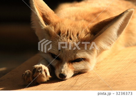 フェネック 3236373