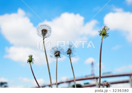 タンポポの羽と青空 3236380