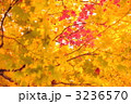 紅葉 3236570
