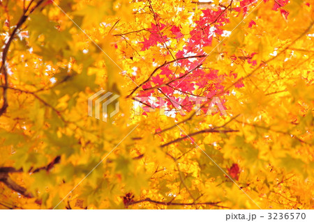 紅葉 3236570