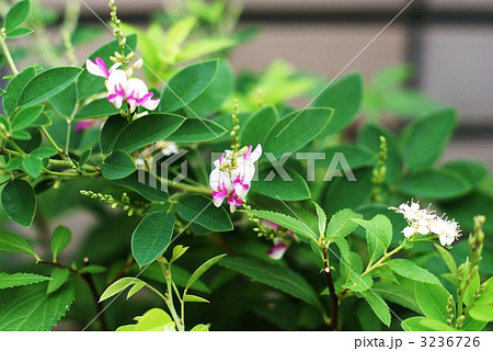 庭先のソメワケハギの花・横位置 庭先のソメワケハギの花・横位置 3236726