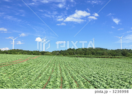 風車と広大なキャベツ畑 風車と広大なキャベツ畑 3236998