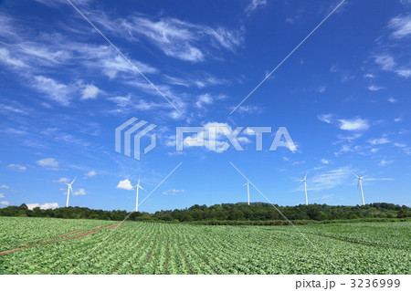 風車と広大なキャベツ畑 風車と広大なキャベツ畑 3236999