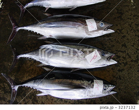 ビンチョウマグロの水揚げ 3237132