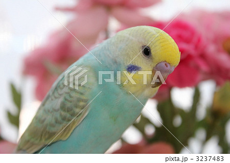 水色のセキセイインコの写真素材 [3237483] - PIXTA