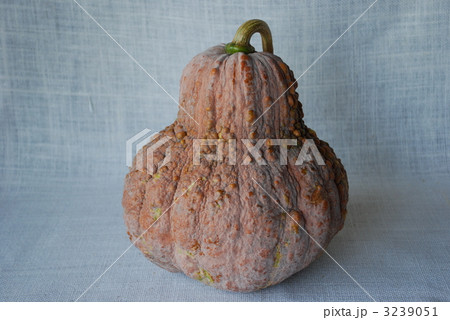鹿ヶ谷カボチャ 鹿ヶ谷カボチャ 3239051