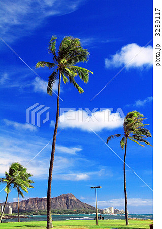 マジックアイランドのヤシとダイヤモンドヘッド マジックアイランドのヤシとダイヤモンドヘッド 3239117