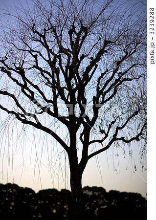 皇居の枯れ柳 3239288