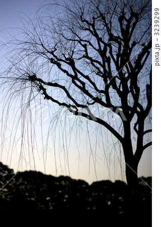 皇居の枯れ柳 皇居の枯れ柳 3239299