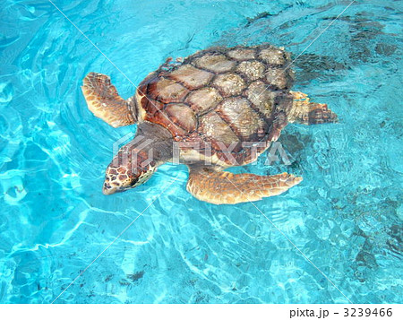 ウミガメ ウミガメ 3239466