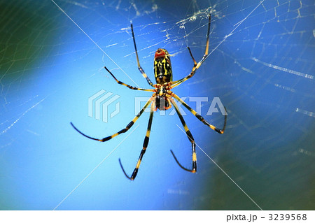 ジョロウグモ ジョロウグモ 3239568