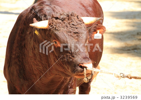 復興した山古志 牛の角突き 復興した山古志 牛の角突き 3239569