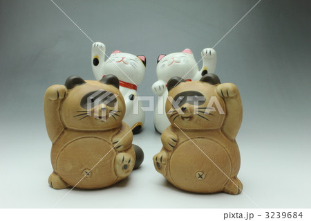 ねこ　たぬき 3239684