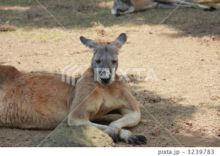 カンガルー 3239783