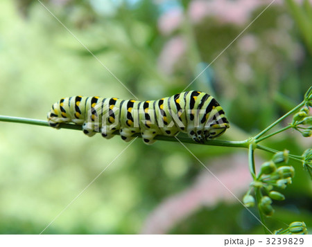 キアゲハの幼虫 キアゲハの幼虫 3239829