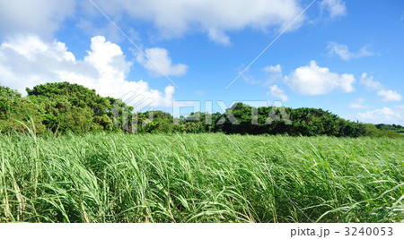 青空とサトウキビ畑 3240053