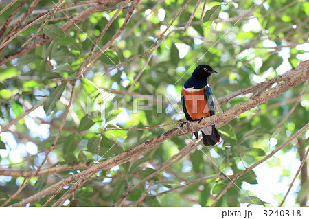 ツキノワテリムク 3240318