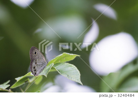 北本のジャノメチョウの一種1 3240484